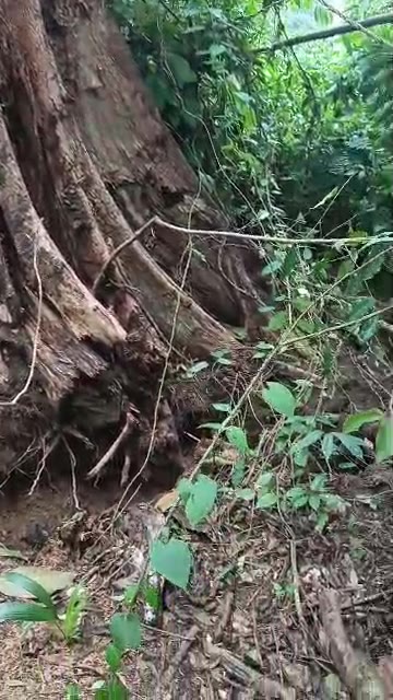 Okok : Un arbre coupé se remet place tout seul