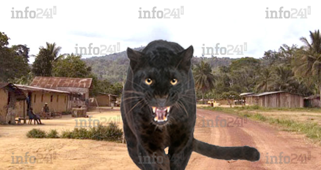 Une panthère sauvage sème la terreur depuis plusieurs jours auprès des habitants d’Iboundji