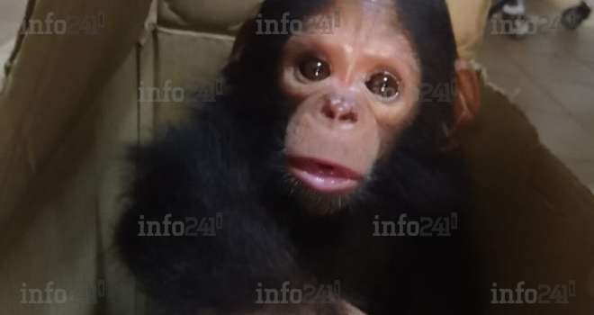 Un bébé chimpanzé sauvé des griffes de deux trafiquants d’espèces protégées à Port-Gentil
