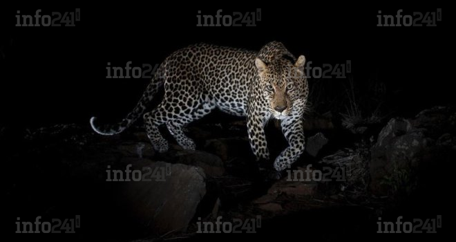 La panthère qui défraie la chronique à Iboundji n’a toujours pas été capturée&nbsp;!