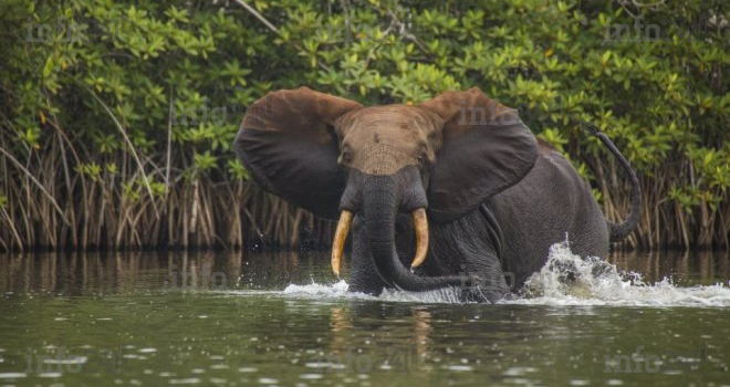 Projet Biodev 2030, le Gabon s’engage pour la préservation de l’environnement