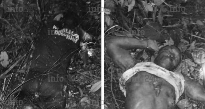 Gabon : Deux villageois tués et éventrés par un éléphant sur leur plantation à Ngowé