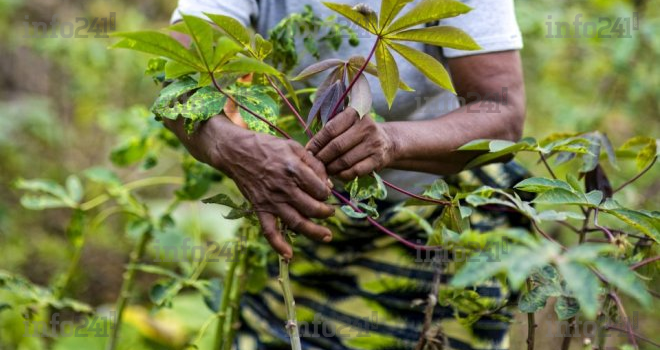 Agriculture&nbsp;: des Marigovéens commercialisent leur production de manioc