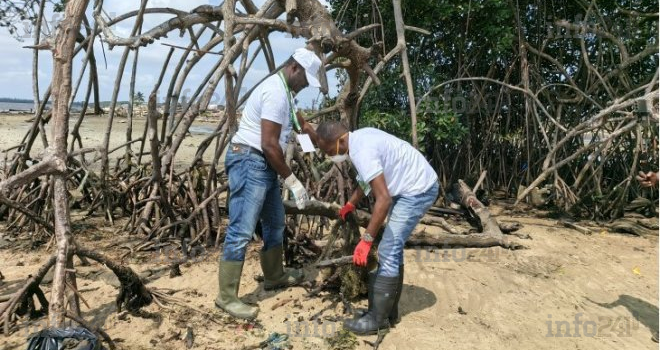 Port-Gentil&nbsp;: 540 palétuviers plantés pour restaurer la mangrove
