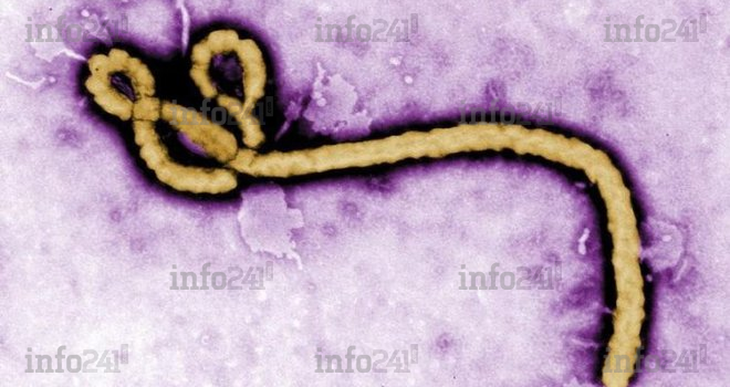Etats-Unis&nbsp;: un sérum secret contre le virus Ebola