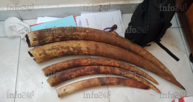 Trafic de faune à Port-Gentil&nbsp;: trois présumés braconniers arrêtés avec cinq pointes d’ivoire