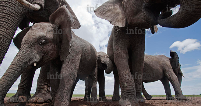 Vie rurale&nbsp;: des pachydermes délogent les habitants de Maloundou