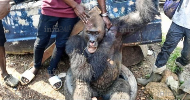 Mouila&nbsp;: Un gorille qui y semait la panique finit sa course dans les marmites de riverains