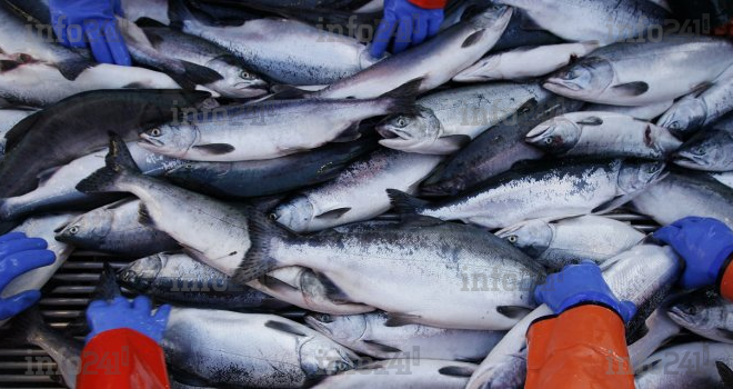 La consommation régulière de poissons favoriserait l’audition