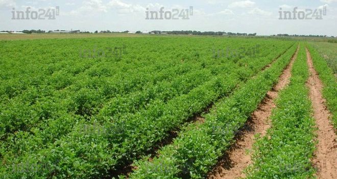 L’agriculture climatiquement rationnelle est bénéfique aux écosystèmes marins et côtières