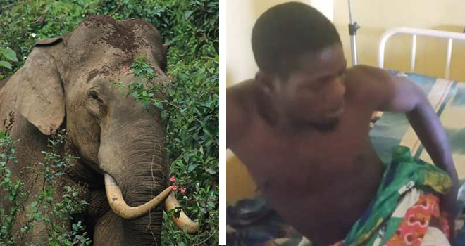 Makokou&nbsp;: Attaqués par un éléphant, deux jeunes gabonais échappent à une mort certaine